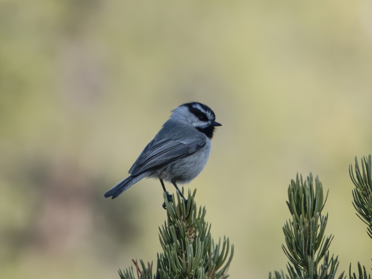 Mountain Chickadee - ML222315711