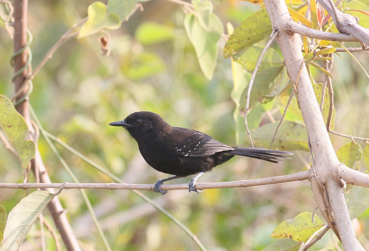 Mato Grosso Antbird - simon walkley