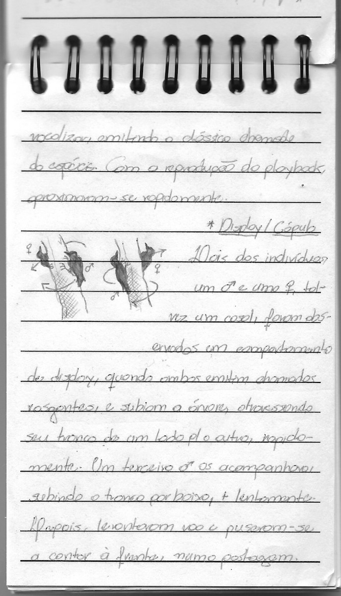 Yellow-fronted Woodpecker - ML222319811