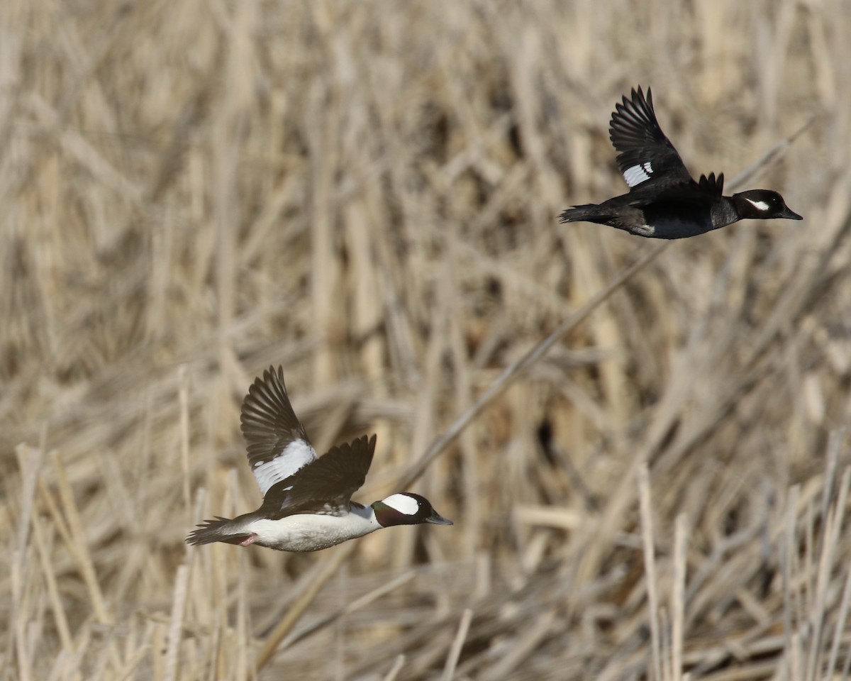 Bufflehead - ML222320671