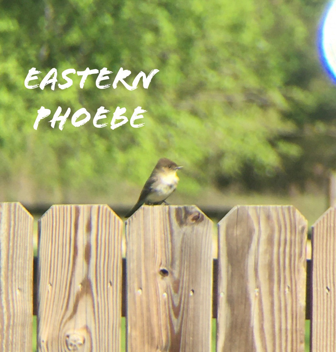 Eastern Phoebe - cameron dodge