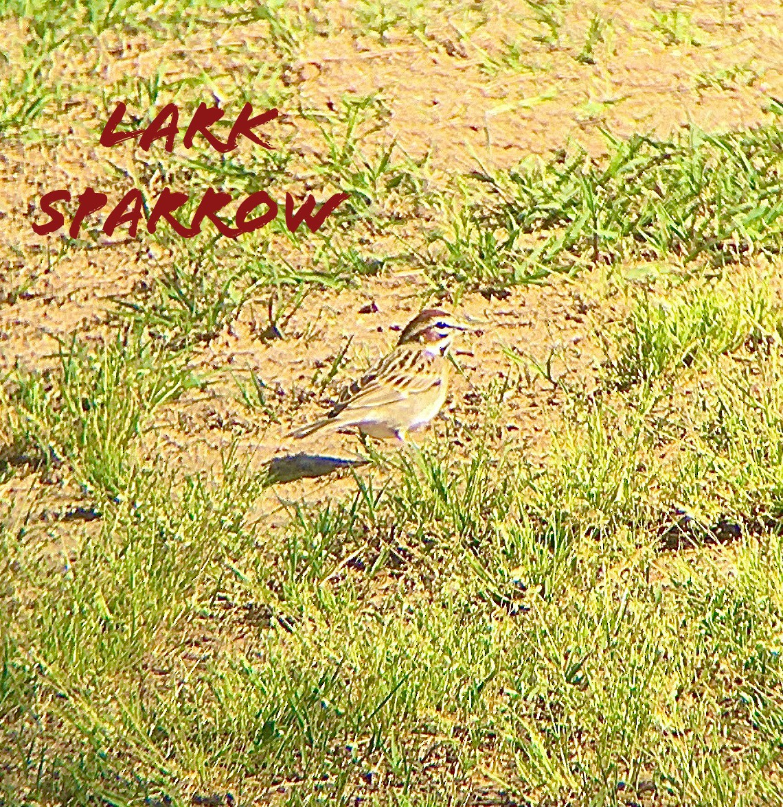 Lark Sparrow - ML222321531