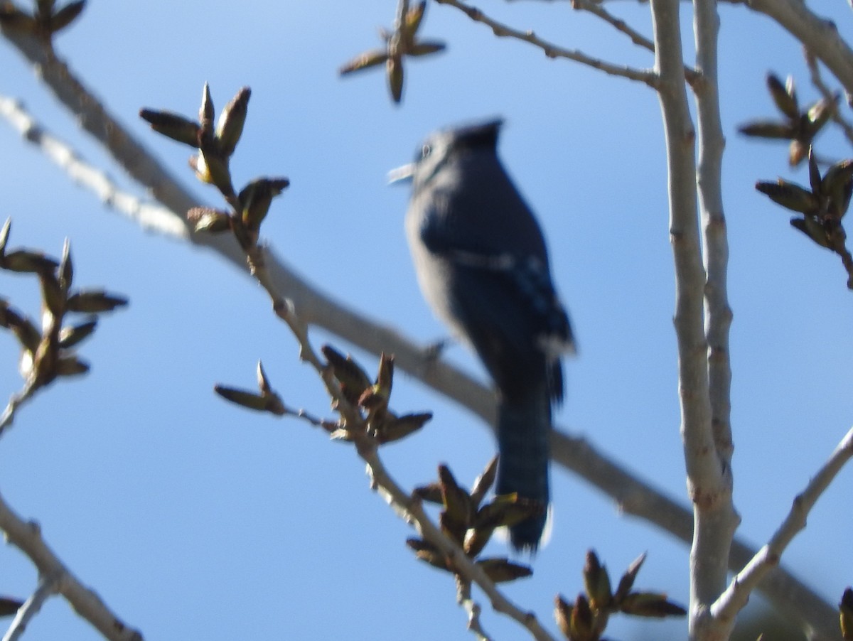 Blue Jay - ML222323381