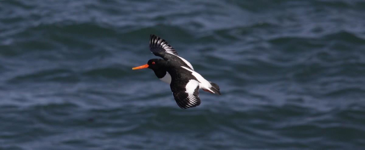 Eurasian Oystercatcher - ML222323581