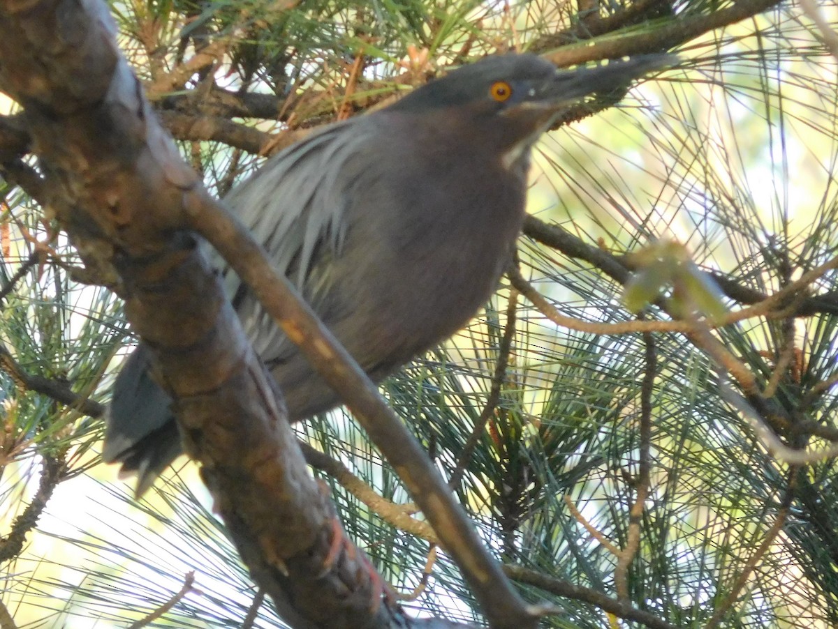 Green Heron - ML222324551