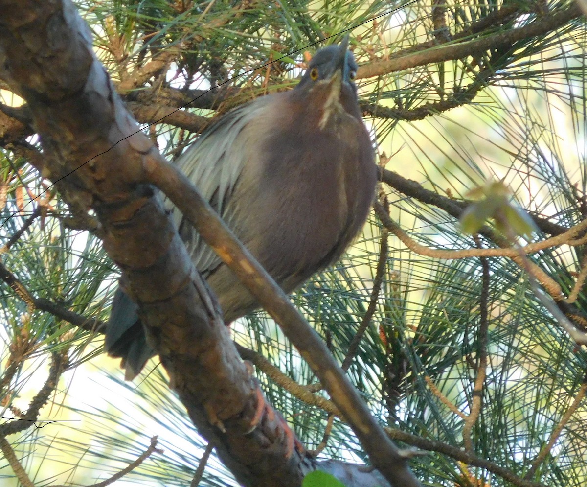 Green Heron - ML222324591