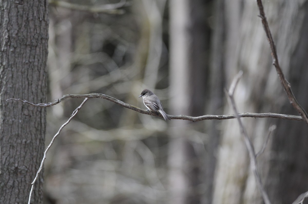 Eastern Phoebe - ML222325161