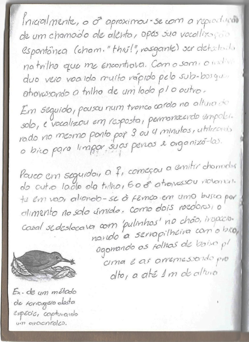 Rufous-breasted Leaftosser - ML222325771