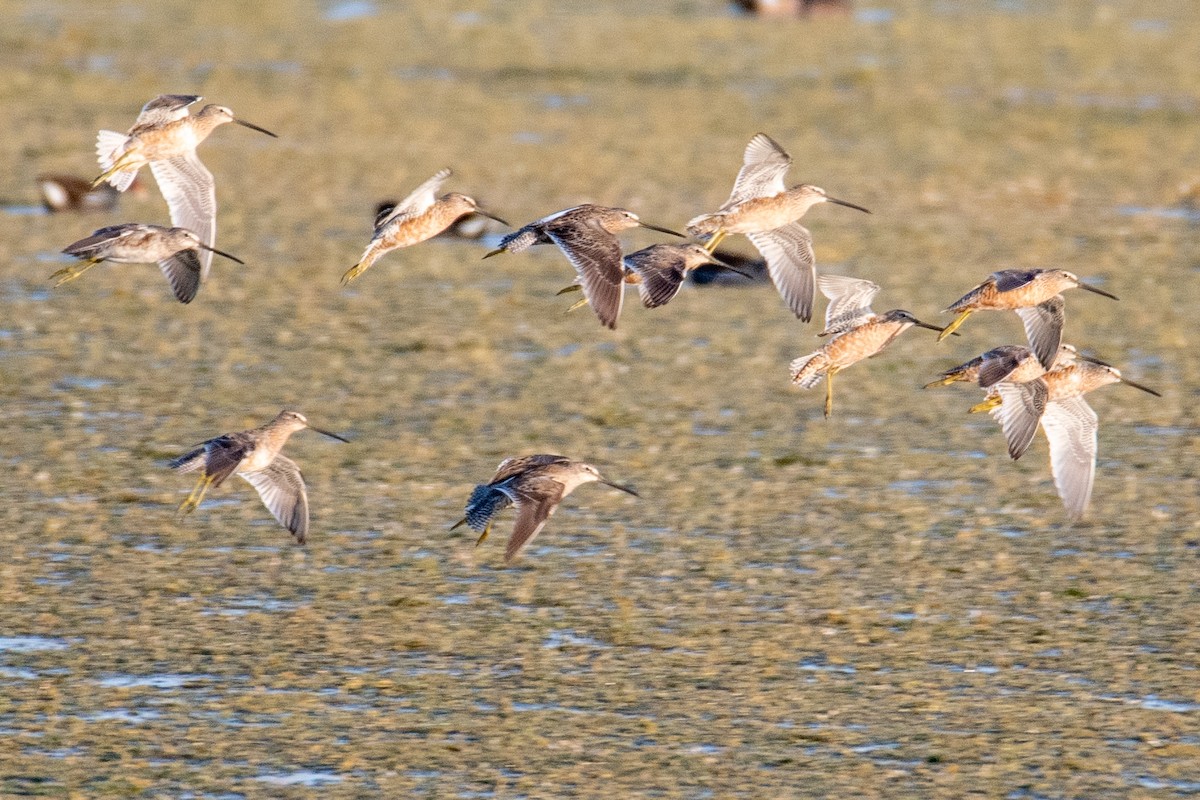 Long-billed Dowitcher - ML222326441