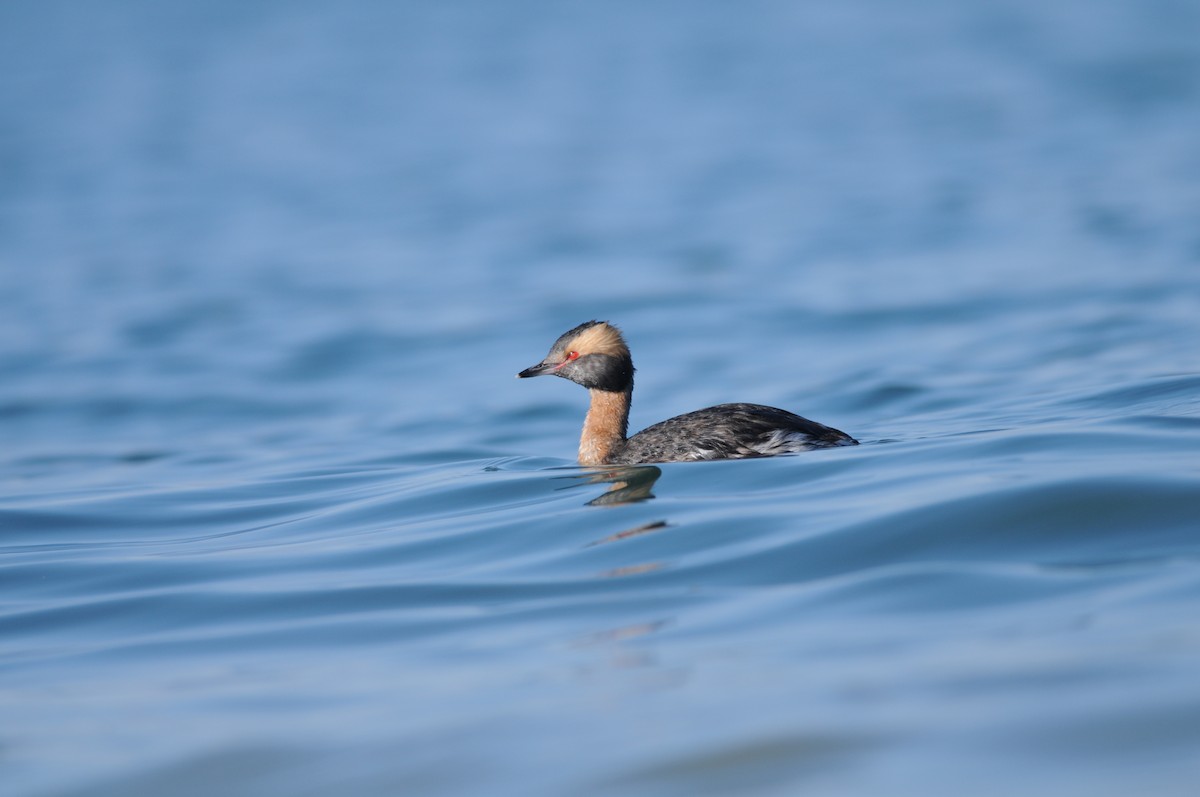 Horned Grebe - ML222326701