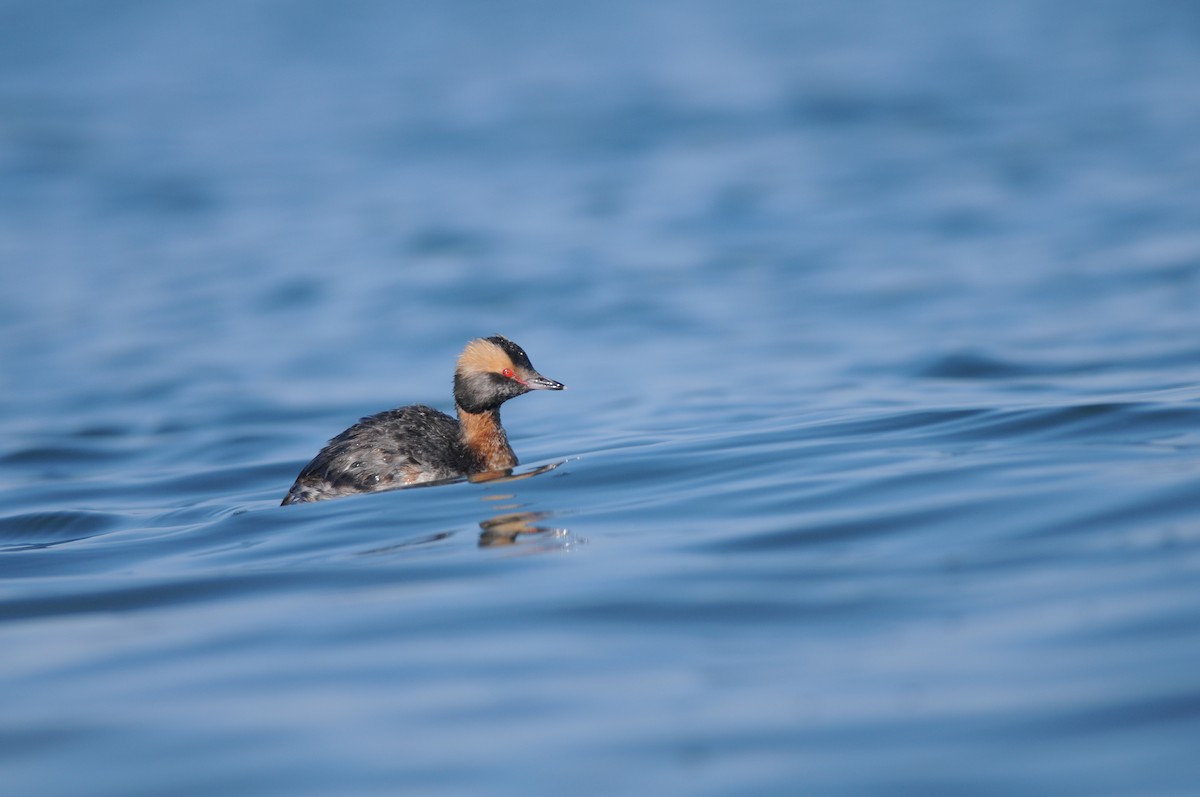 Horned Grebe - ML222326711