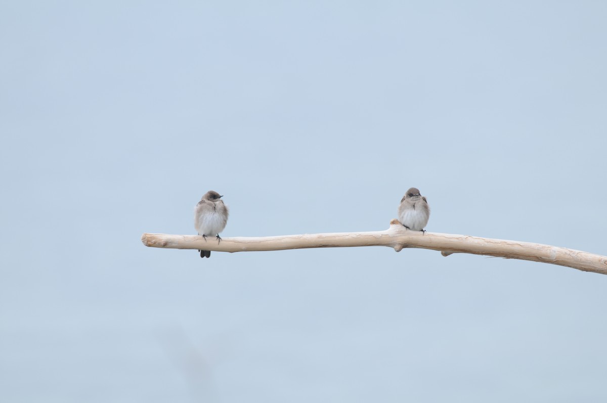 Golondrina Aserrada - ML222328951