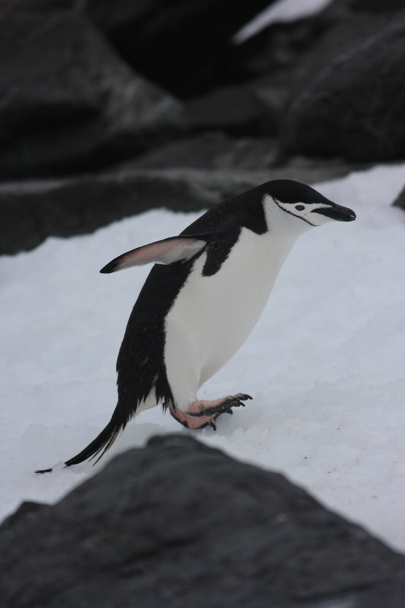 Chinstrap Penguin - Oscar Campbell