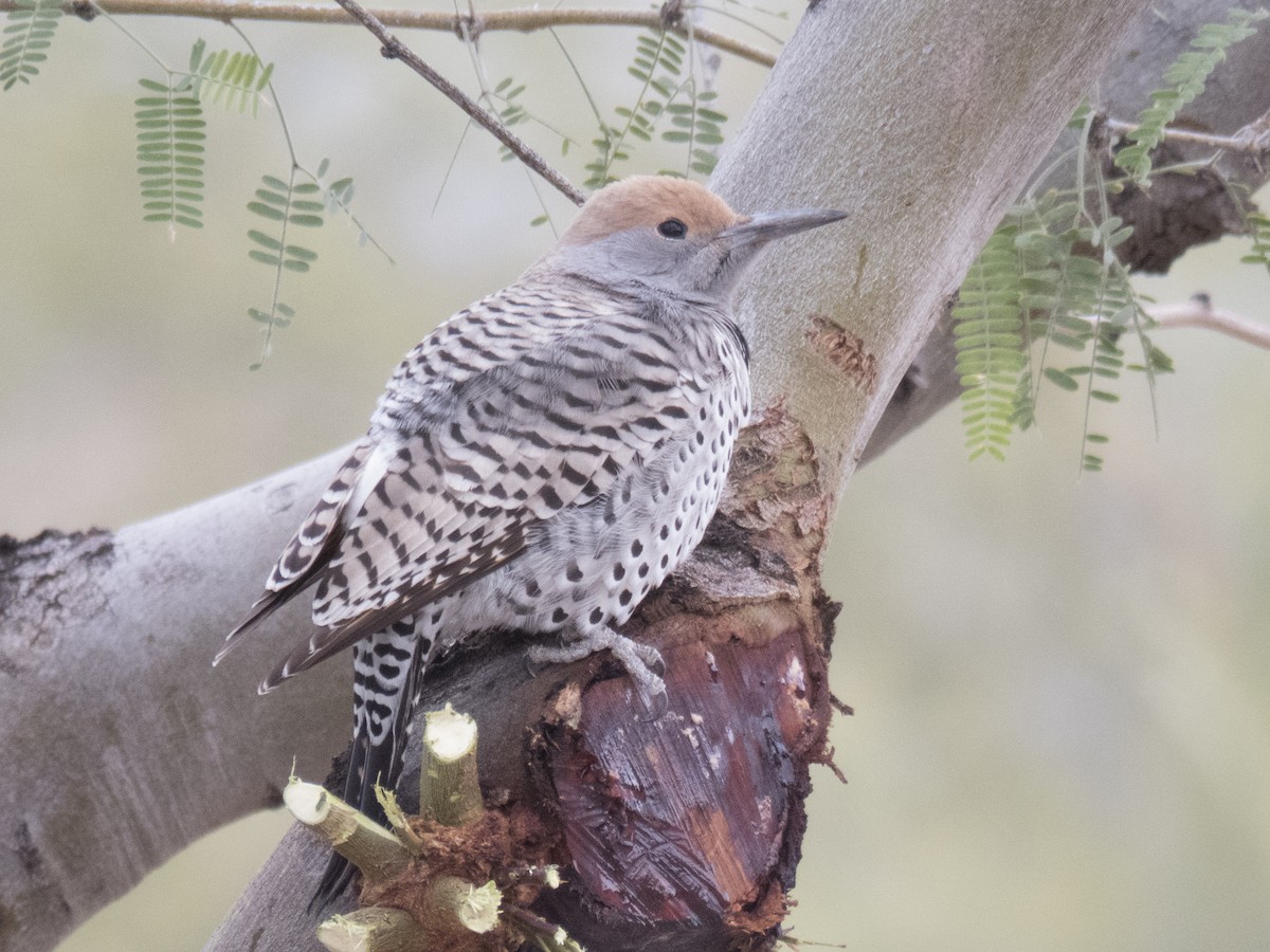 Gilded Flicker - ML22233161