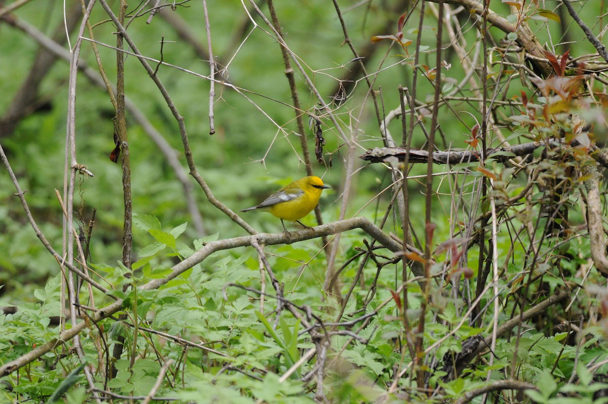 Blue-winged Warbler - Vincent Gaillard