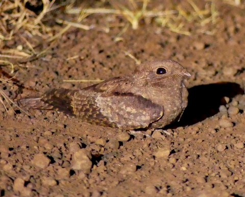 Freckled Nightjar - ML222334531