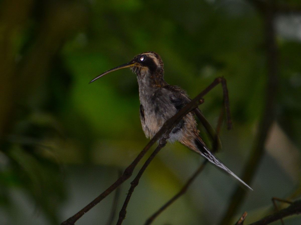 Scale-throated Hermit - ML22233471