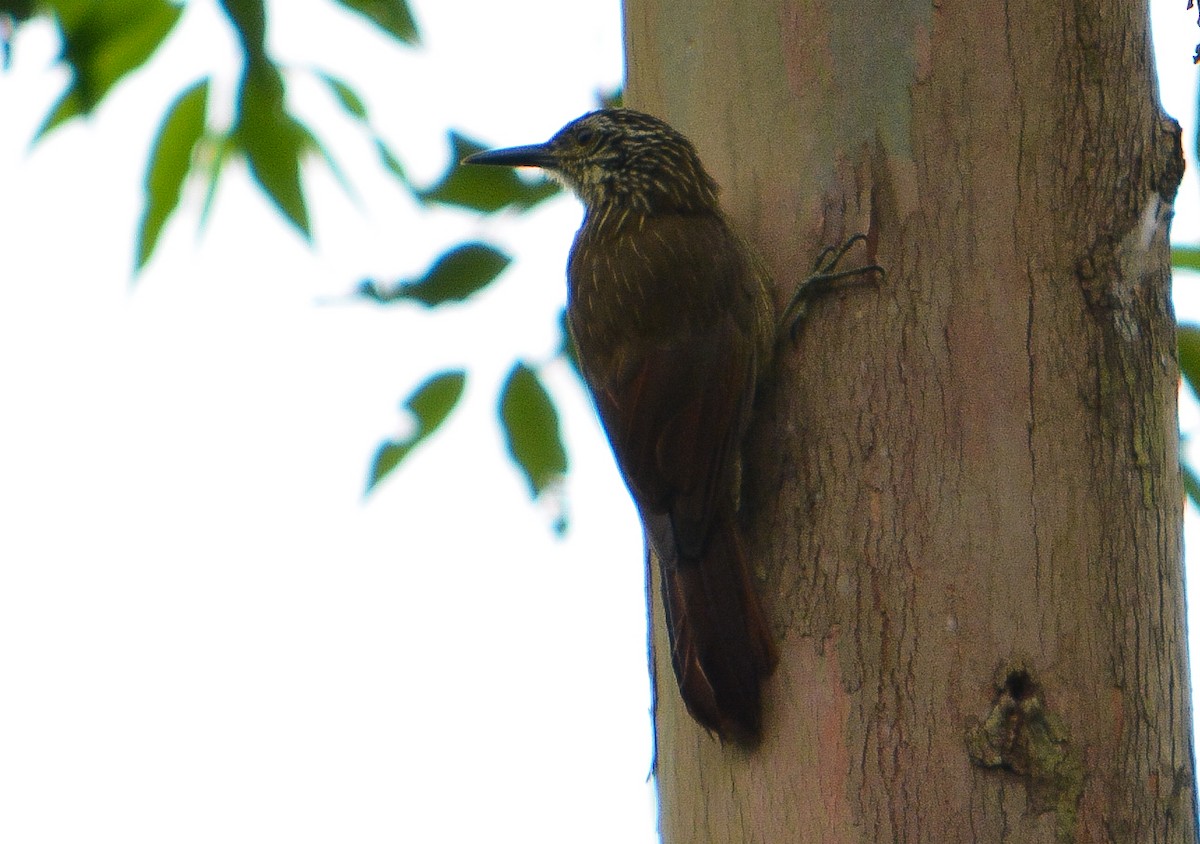 Planalto Woodcreeper - ML22233491