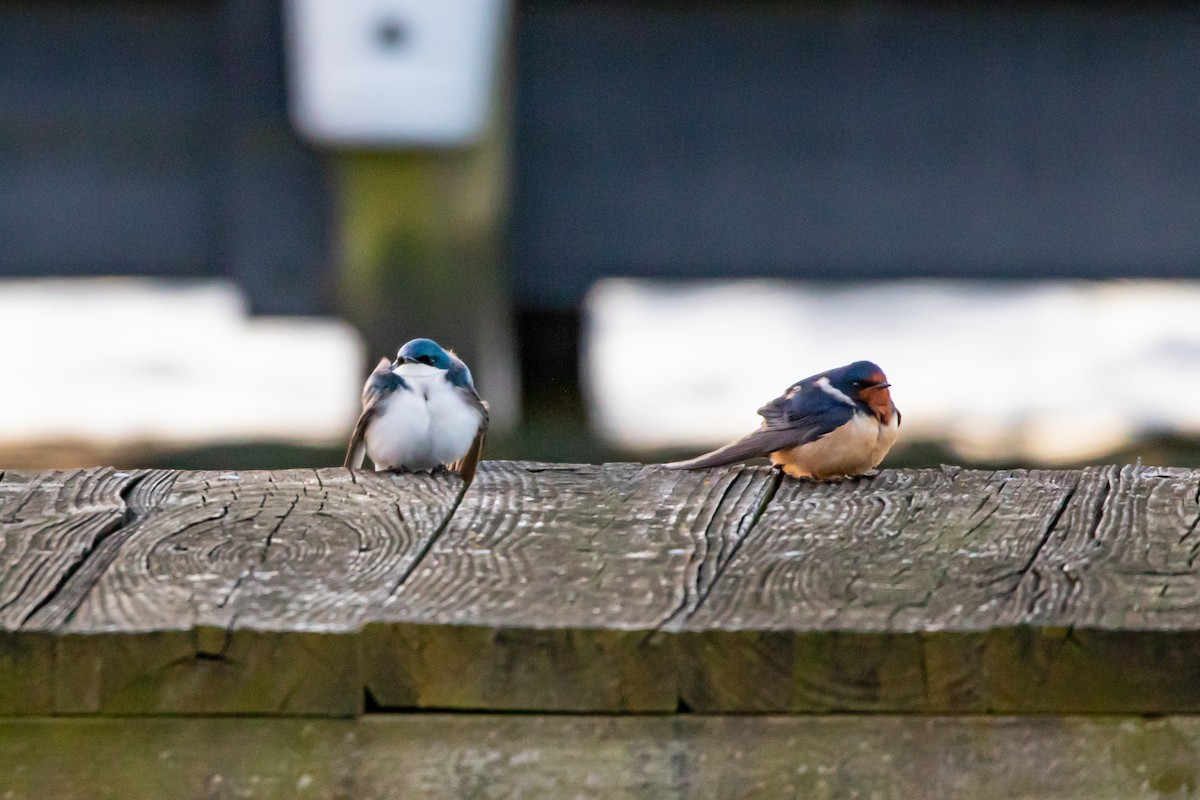 Barn Swallow - ML222335291