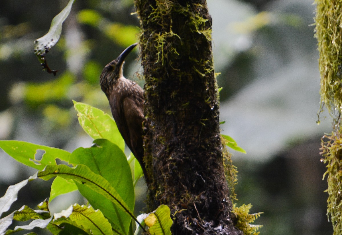 White-throated Woodcreeper - João Gava Just