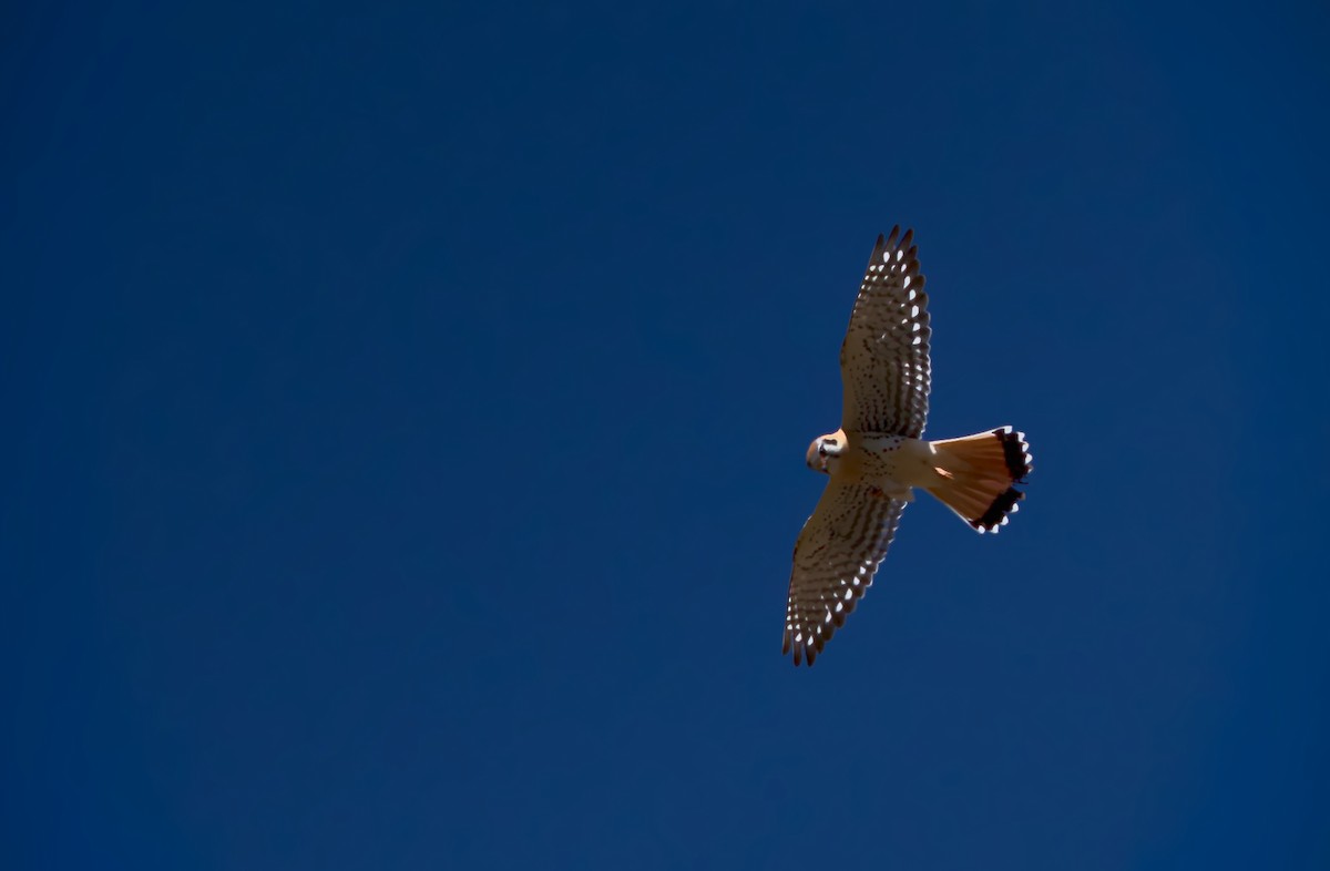 American Kestrel - ML222336511