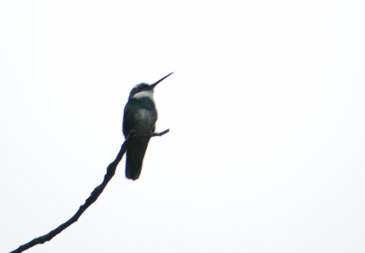 White-throated Hummingbird - João Gava Just