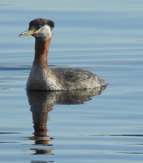 Red-necked Grebe - ML222336771