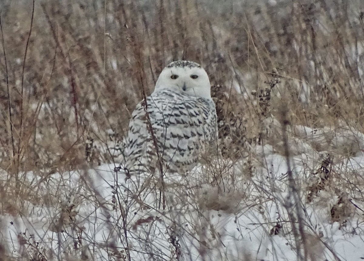 Snowy Owl - COG Club des ornithologues de la Gaspésie