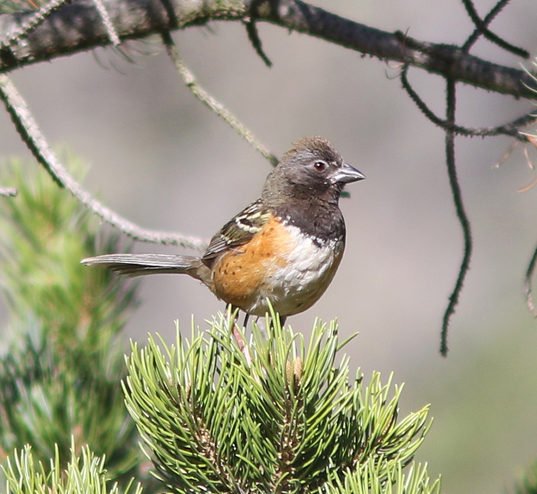 towhee sp. - ML222337911