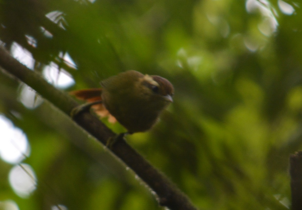 White-browed Foliage-gleaner - João Gava Just