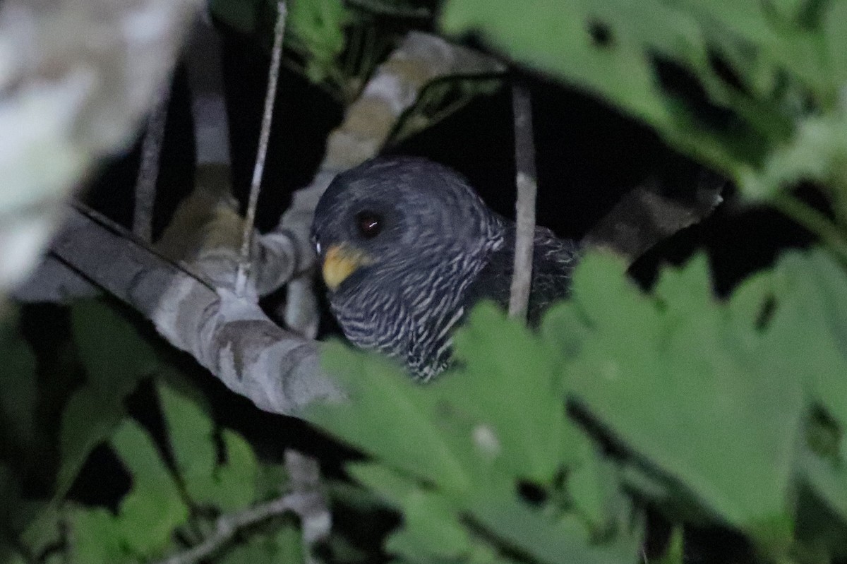 Black-banded Owl - ML222339371