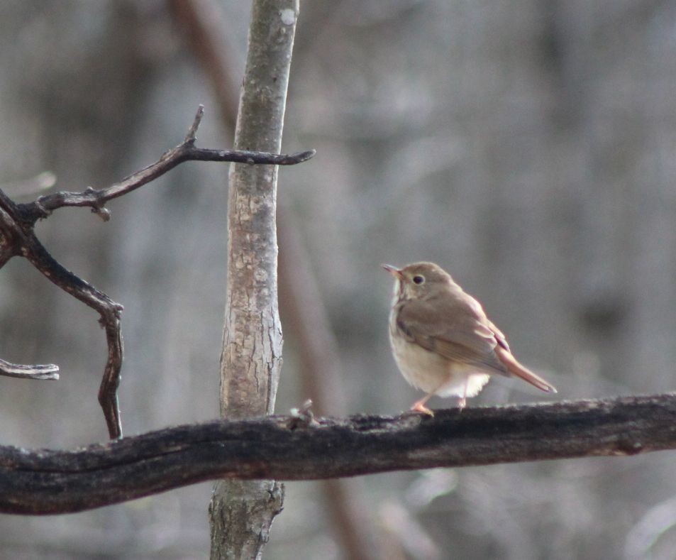 Hermit Thrush (faxoni/crymophilus) - ML222339541