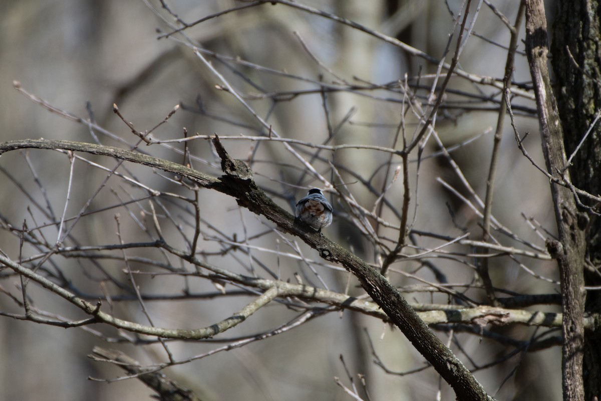 White-breasted Nuthatch - Graham Deese