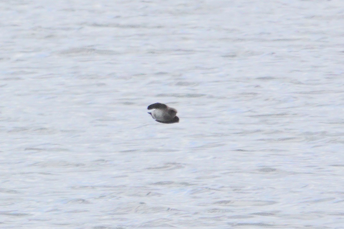 Northern Rough-winged Swallow - Joseph Hammerle