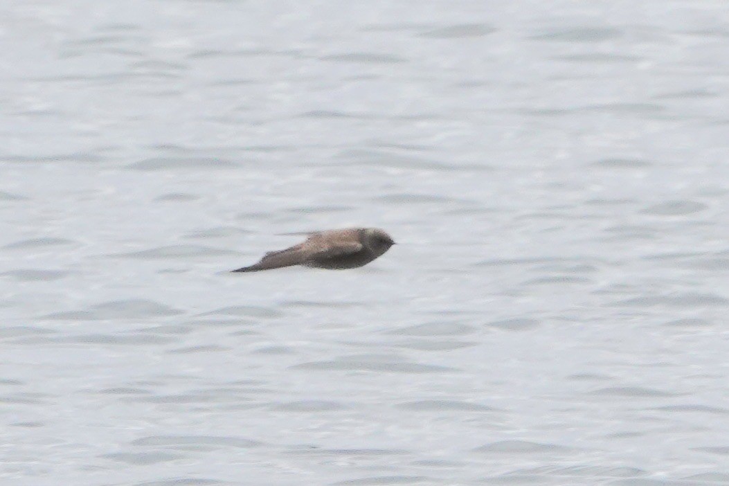 Northern Rough-winged Swallow - ML222342411