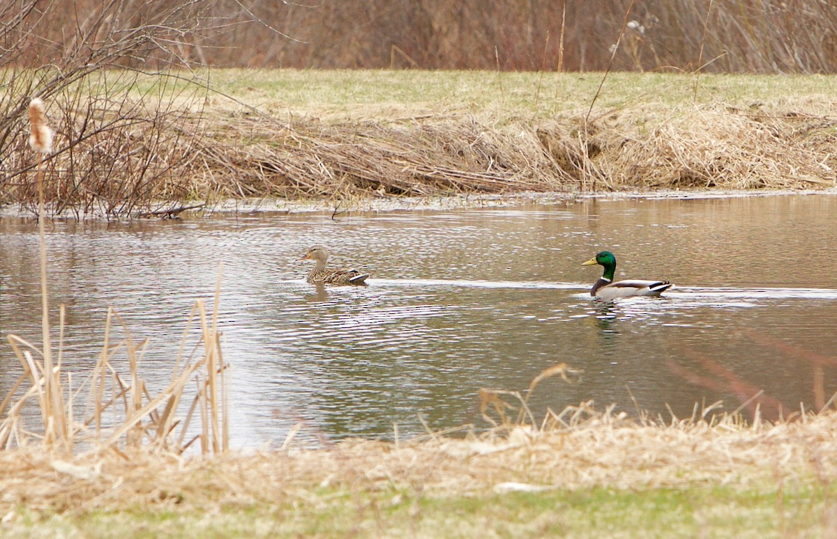 Mallard - Robert Bruss