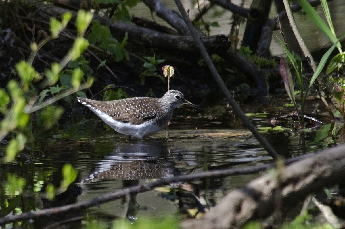 Solitary Sandpiper - ML222342851