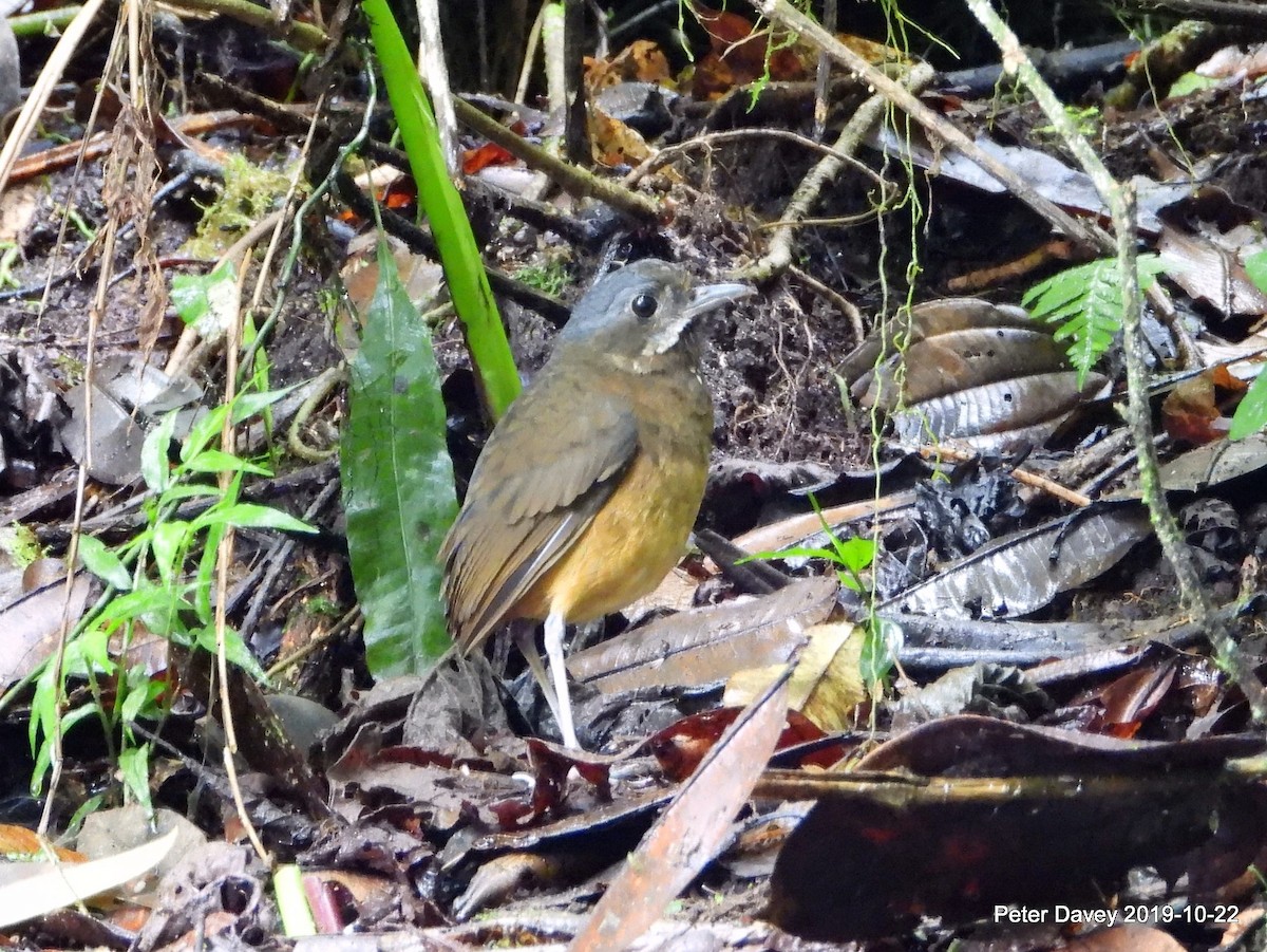 Moustached Antpitta - Peter Davey