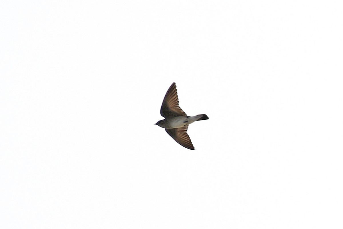 Northern Rough-winged Swallow - David McQuade