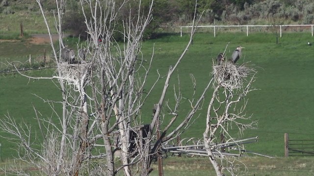 Great Blue Heron - ML222344281