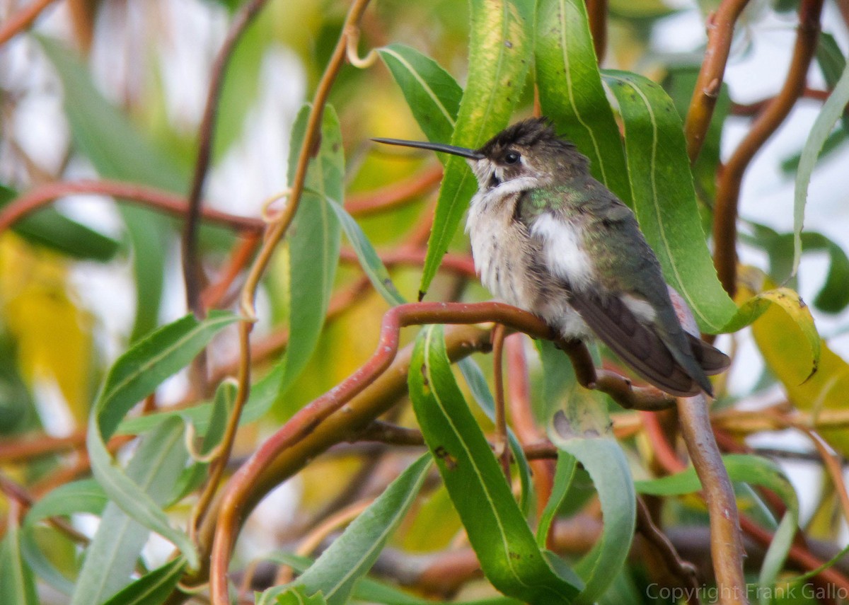 Black-chinned Hummingbird - ML22234471