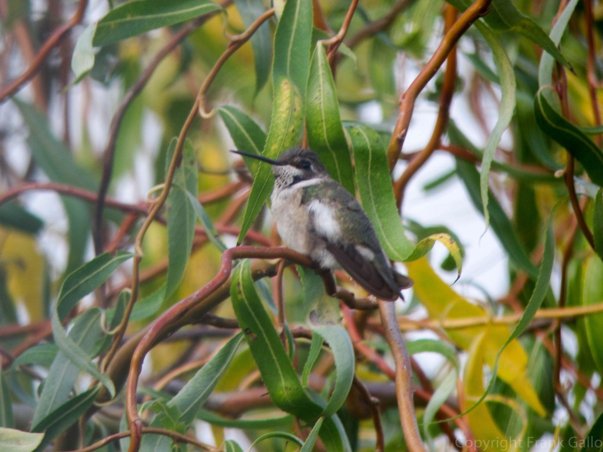 Black-chinned Hummingbird - ML22234531