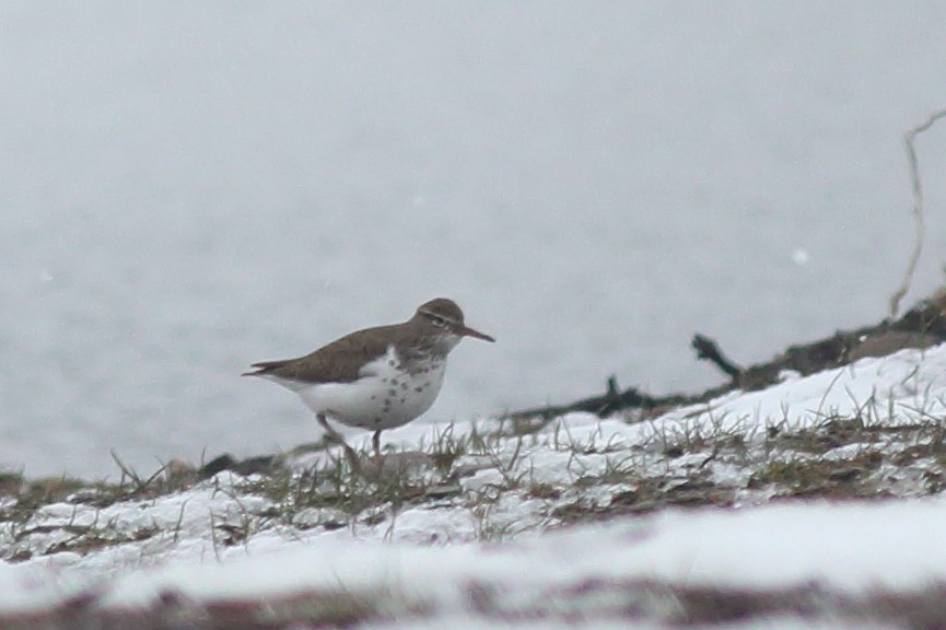 Spotted Sandpiper - Bruce Robinson