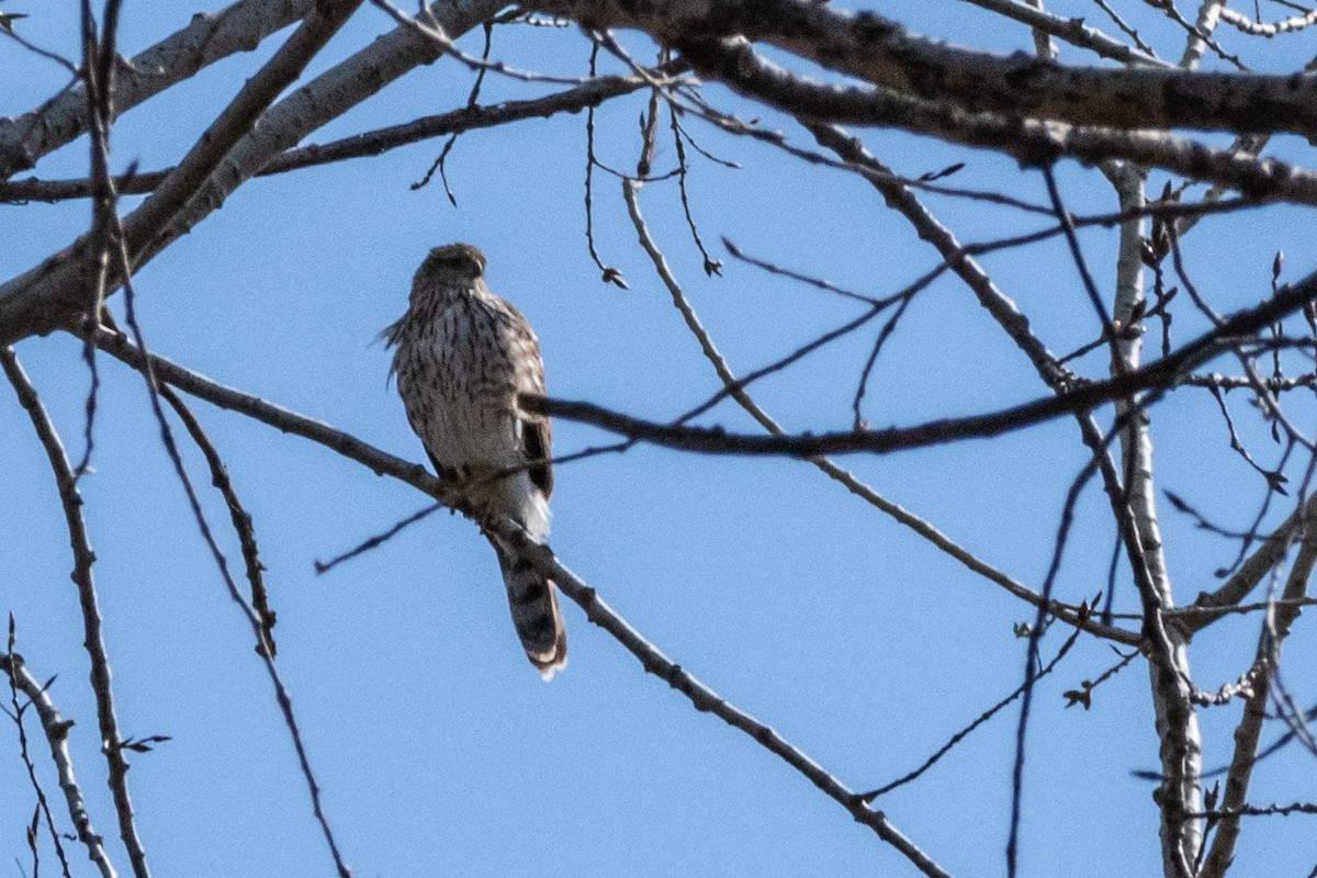 Cooper's Hawk - ML222345671