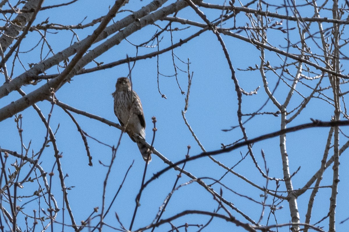 Cooper's Hawk - ML222345691