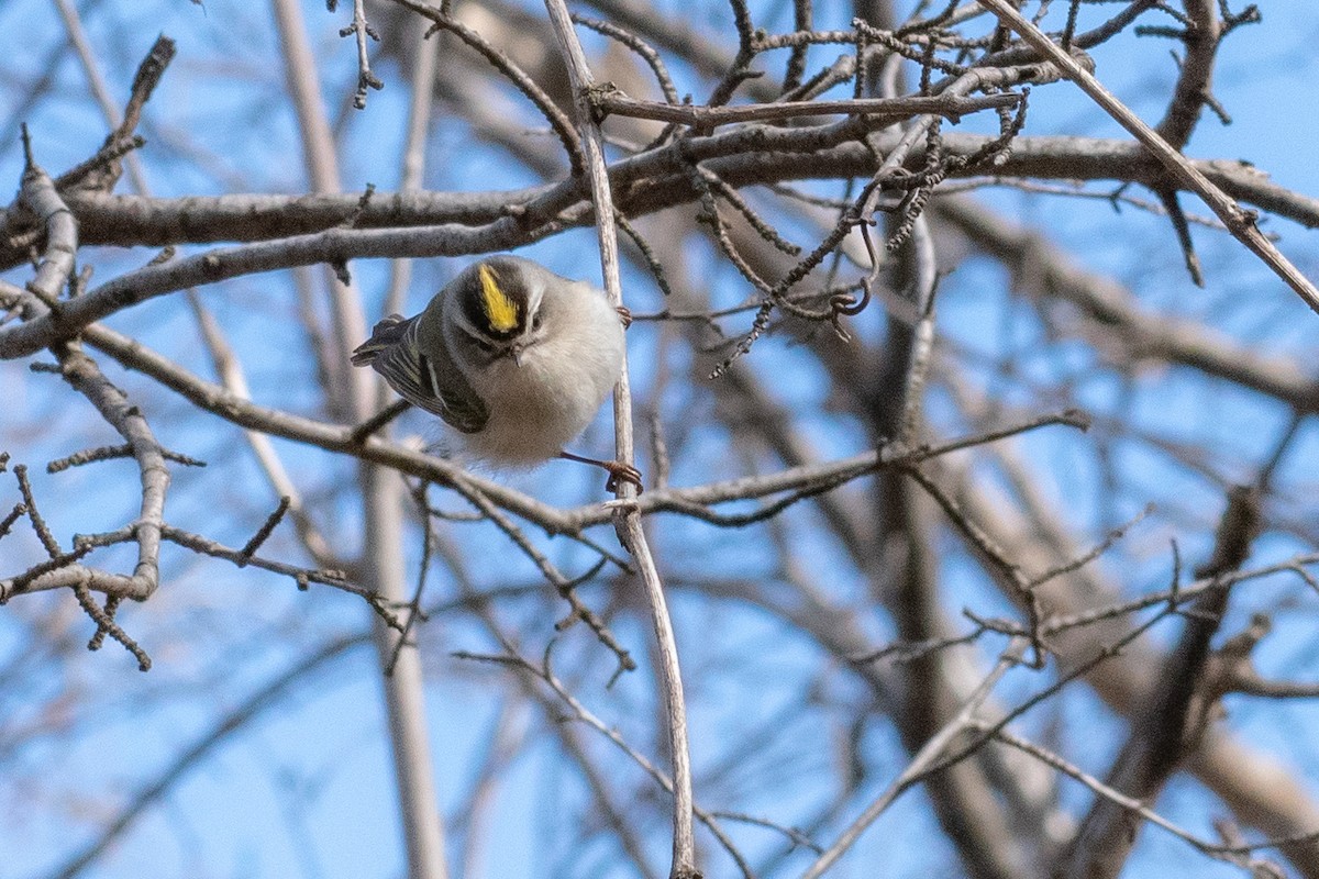 Golden-crowned Kinglet - ML222346061