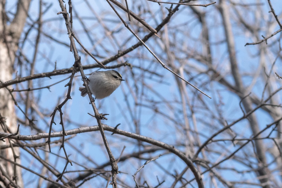 Golden-crowned Kinglet - ML222346081