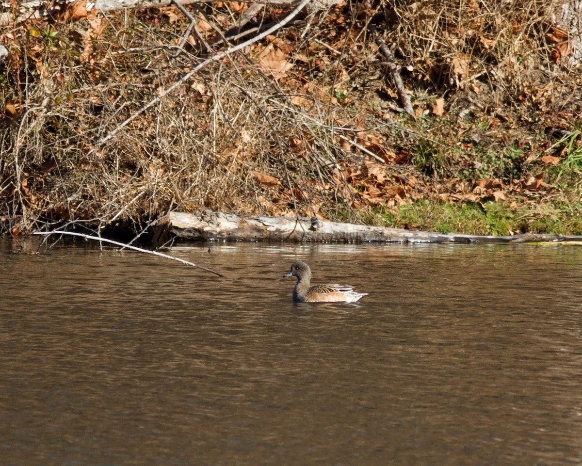 American Wigeon - Mark R Johnson