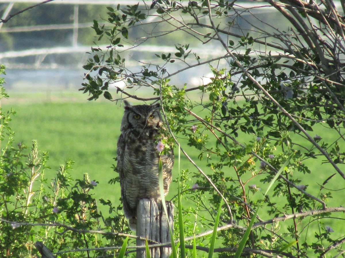 Great Horned Owl - ML222349791