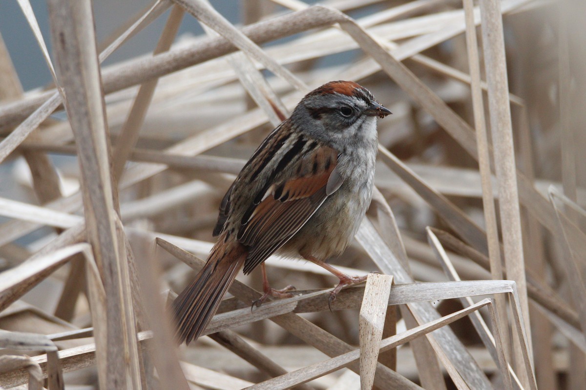 Swamp Sparrow - Patrick Sysiong